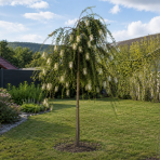 Tyčinkovec kopijovitolistý (Callistemon pallidus) ´BIANCO´ PENDULA - výška 200-220 cm, kont. C15L -  NA KMIENKU, biely